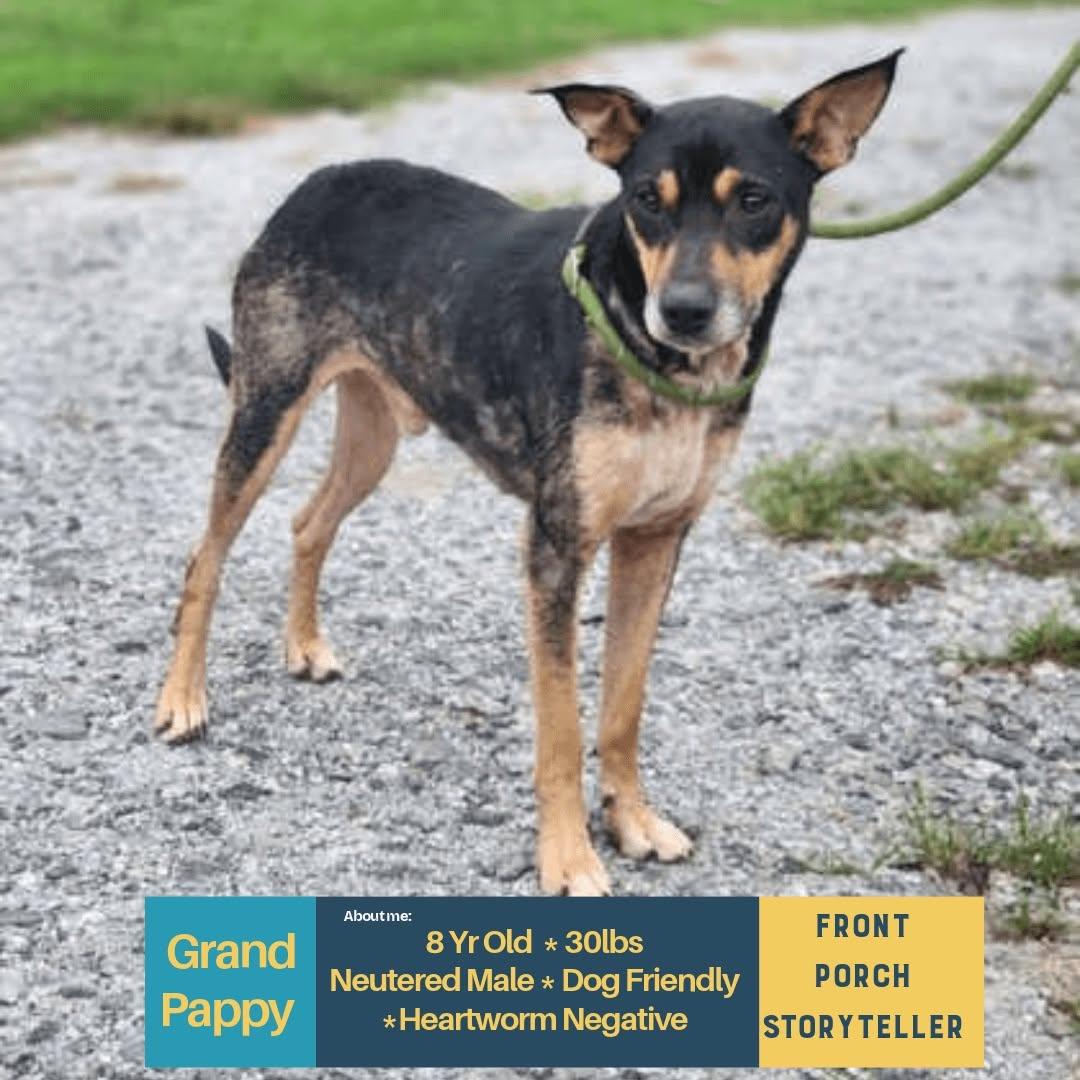 Grand Pappy, Adopted, Senior Male Mixed Breed.
