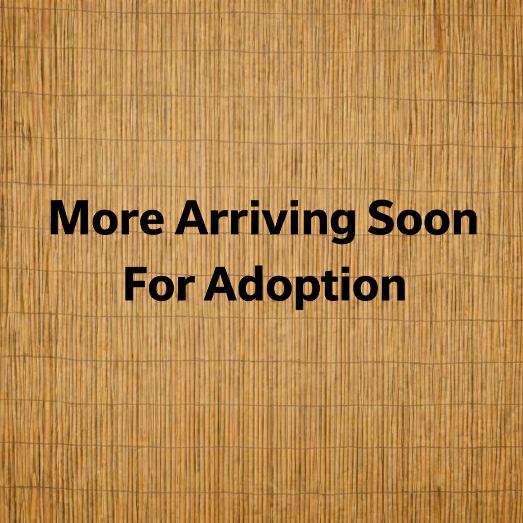 New- More Available Parrot After July 5th, adoptable, Adult Unknown African Grey.
