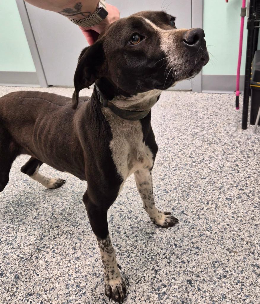 Missy, Adoptable, Adult Female Terrier.