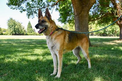 Chia Seeds, Adoptable, Adult Female German Shepherd Dog & Mixed Breed.