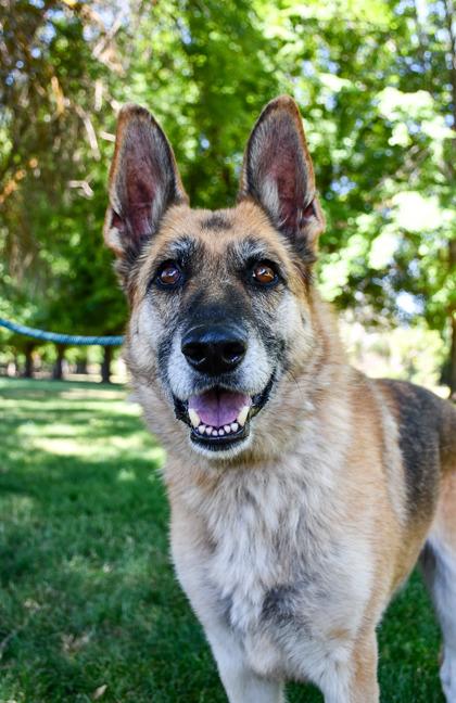 Chia Seeds, a Adoptable mixed breed in Yakima, WA image 2/3
