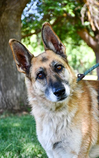 Chia Seeds, a Adoptable mixed breed in Yakima, WA image 3/3