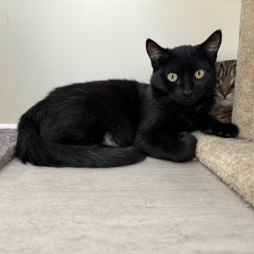 Ruby, a Adoptable Extra-Toes Cat / Hemingway Polydactyl in East Northport, NY image 2/4