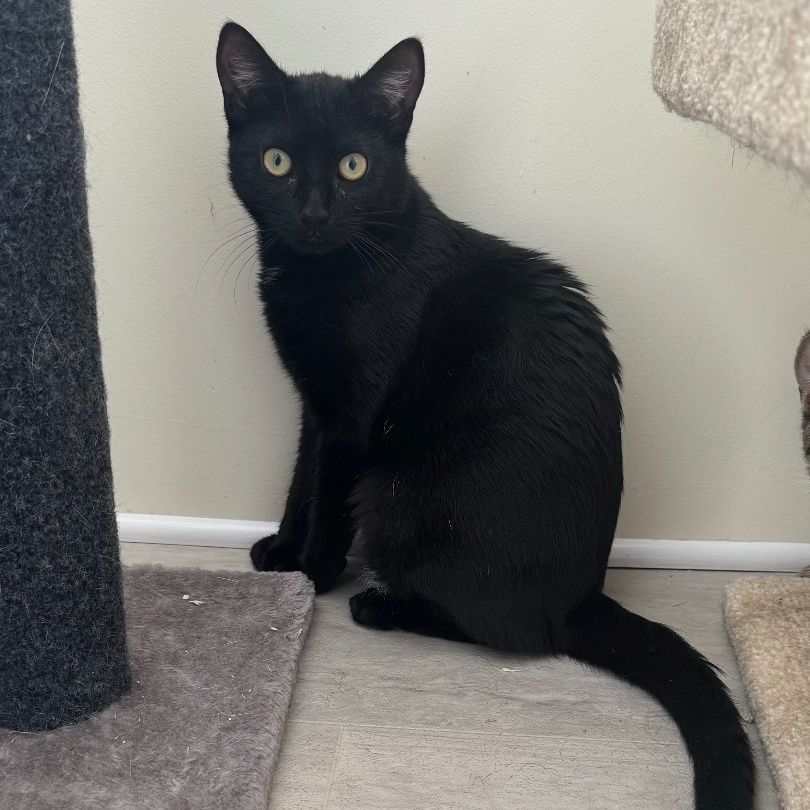 Ruby, a Adoptable Extra-Toes Cat / Hemingway Polydactyl in East Northport, NY image 3/4