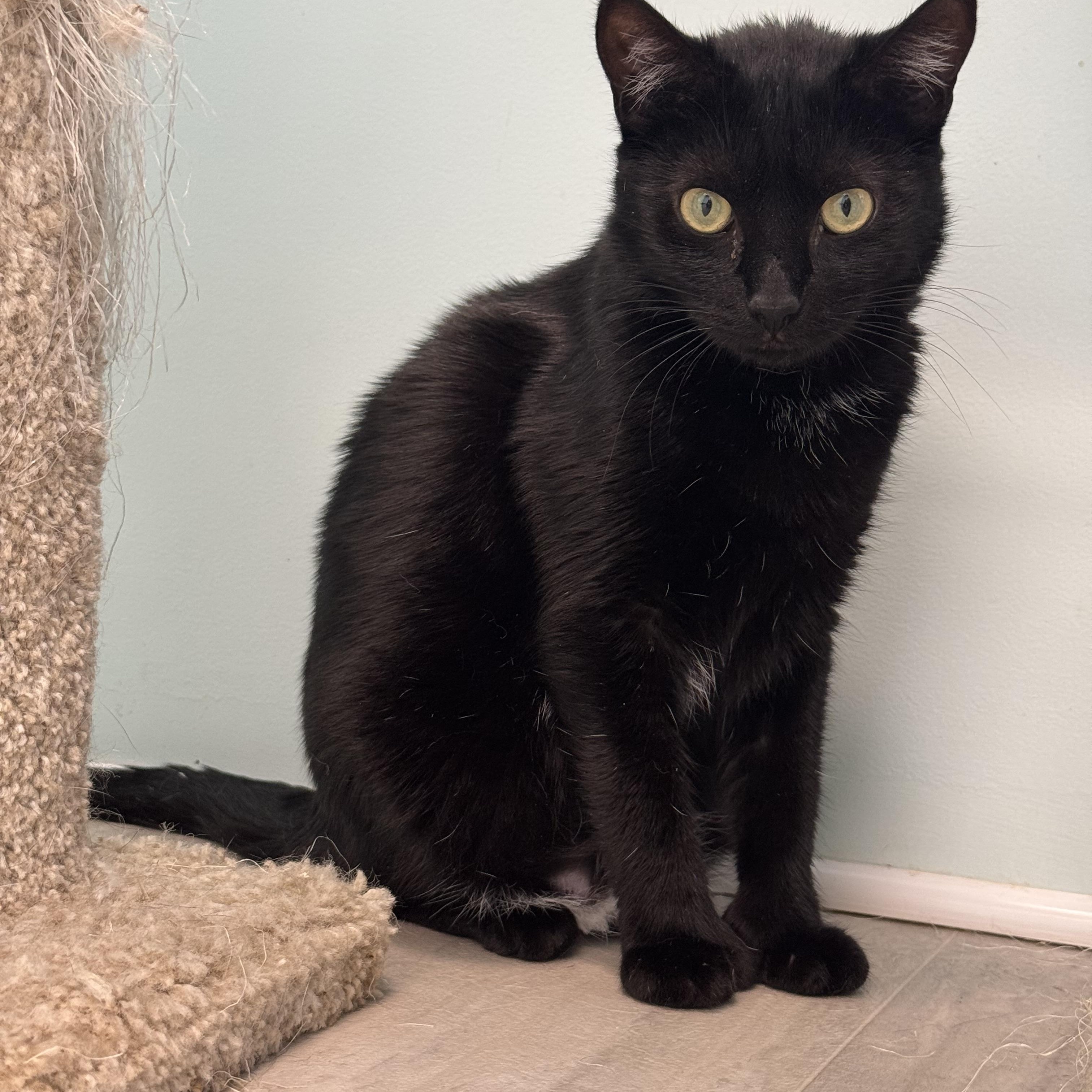 Ruby, a Adoptable Extra-Toes Cat / Hemingway Polydactyl in East Northport, NY image 4/4