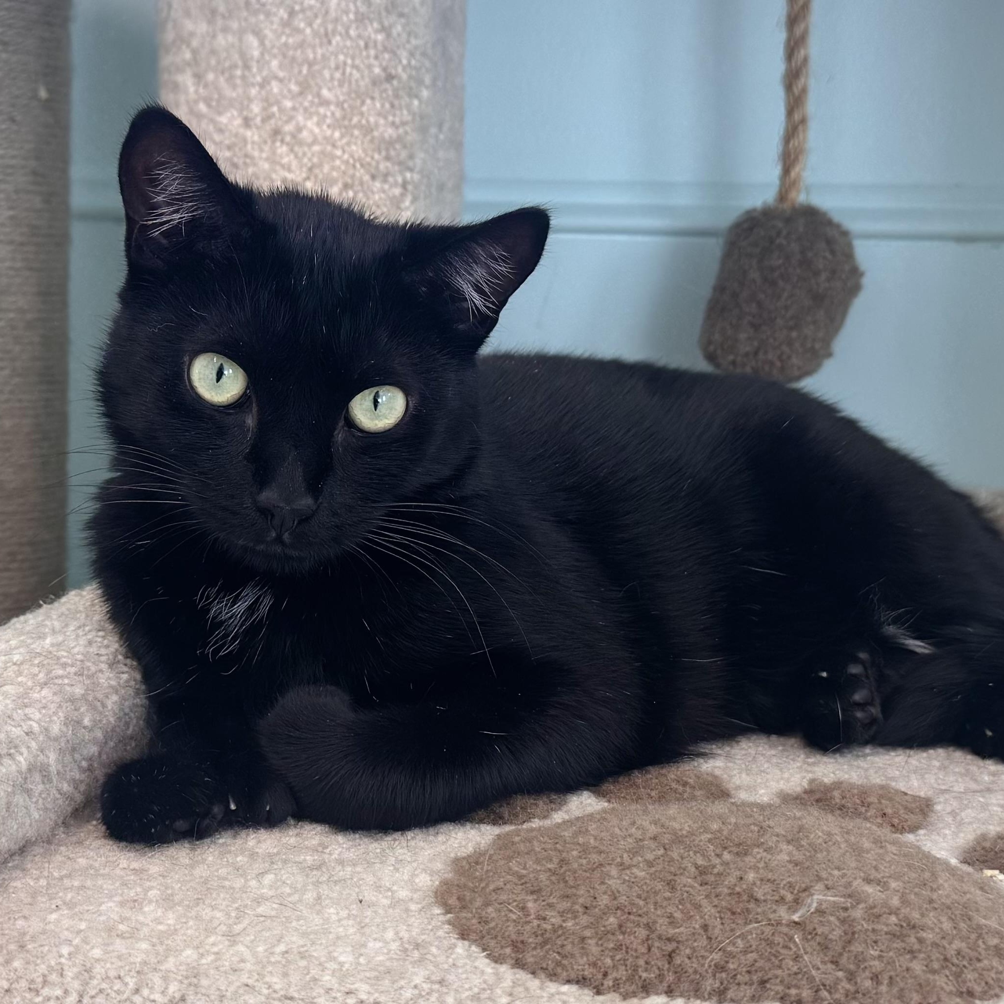 Ruby, a Adoptable Extra-Toes Cat / Hemingway Polydactyl in East Northport, NY image 1/4