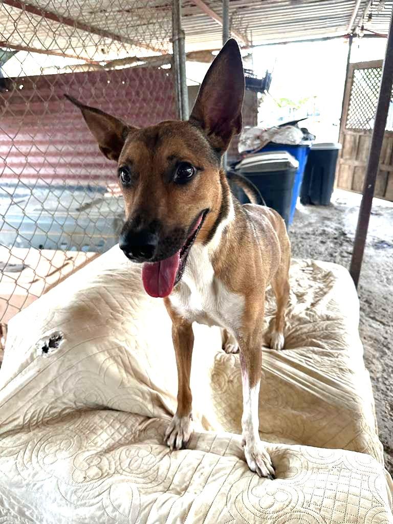 Enlarge Lessie, a Adoptable mixed breed in San Jose, CA image 5/6