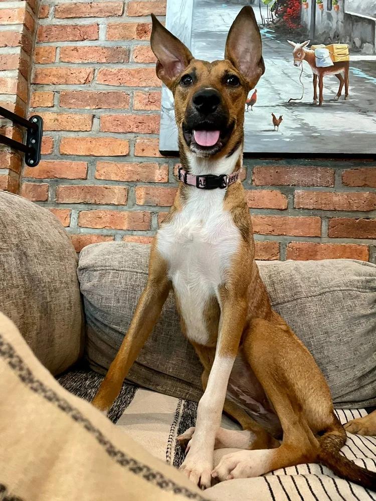 Enlarge Lessie, a Adoptable mixed breed in San Jose, CA image 2/6
