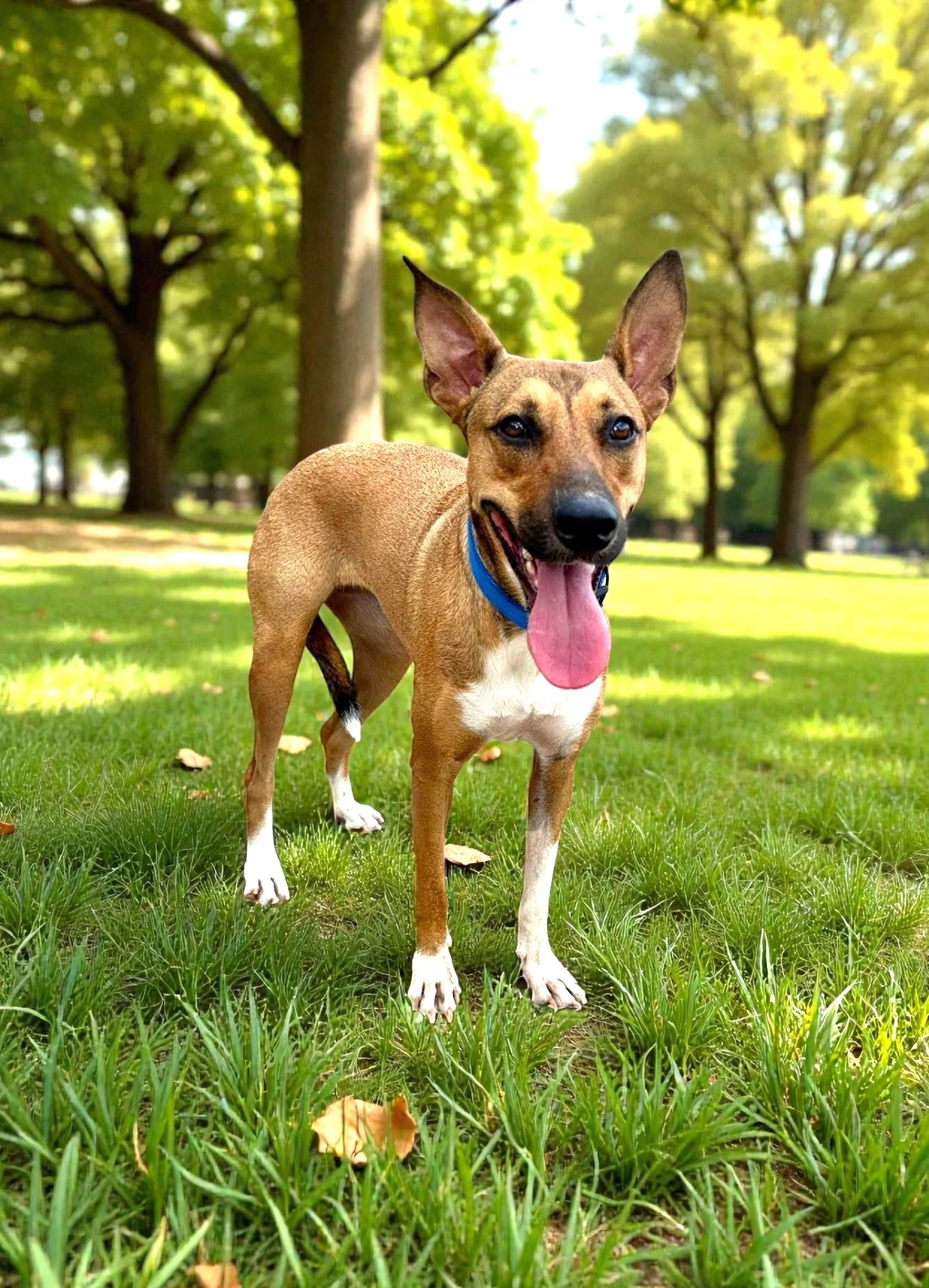 Enlarge Lessie, a Adoptable mixed breed in San Jose, CA image 1/6