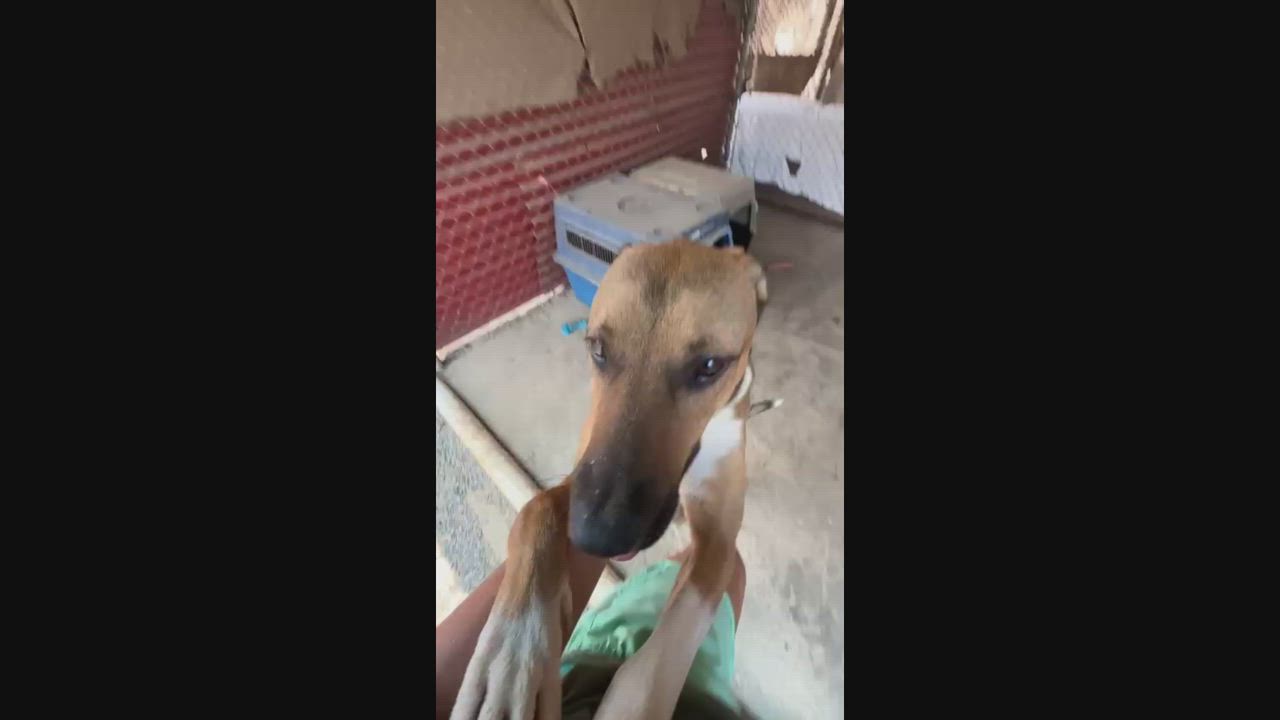 Enlarge Lessie, a Adoptable mixed breed in San Jose, CA video 3/6