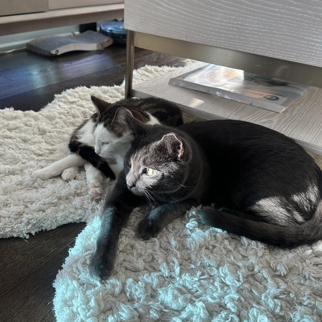 Simon bonded to Pearl, a Adoptable Domestic Short Hair in Middle Village, NY image 1/6