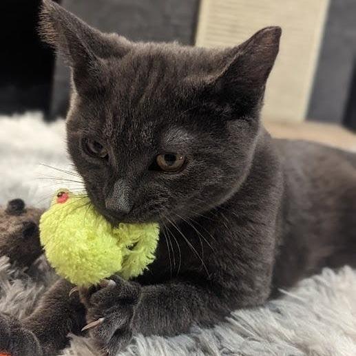 Simon bonded to Pearl, a Adoptable Domestic Short Hair in Middle Village, NY image 2/6