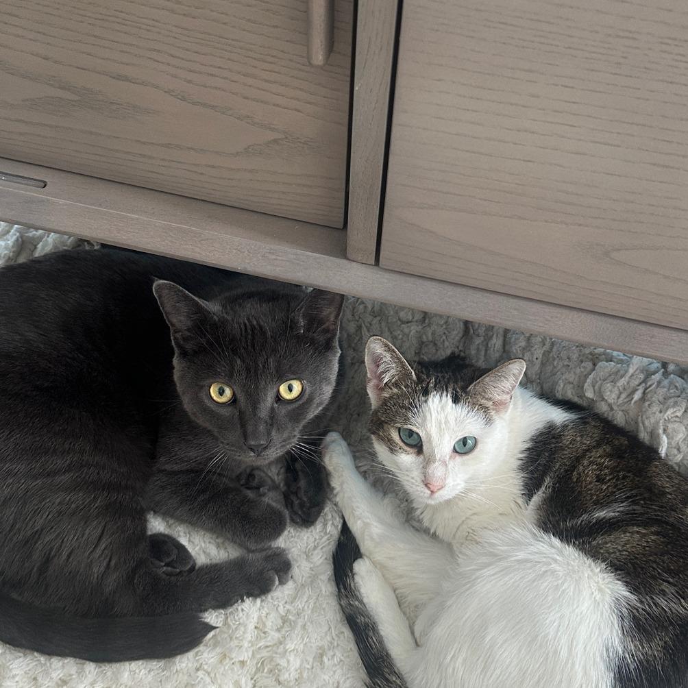 Simon bonded to Pearl, a Adoptable Domestic Short Hair in Middle Village, NY image 3/6