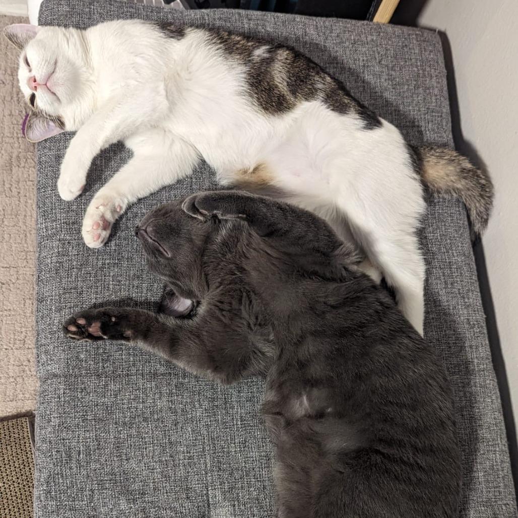 Simon bonded to Pearl, a Adoptable Domestic Short Hair in Middle Village, NY image 4/6