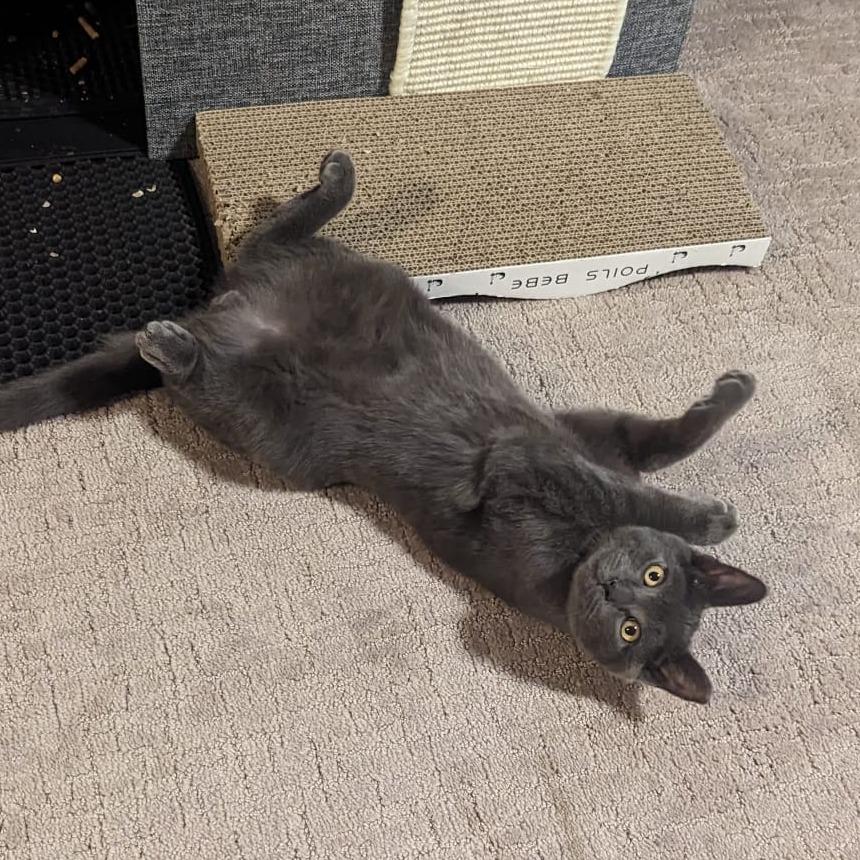 Simon bonded to Pearl, a Adoptable Domestic Short Hair in Middle Village, NY image 5/6