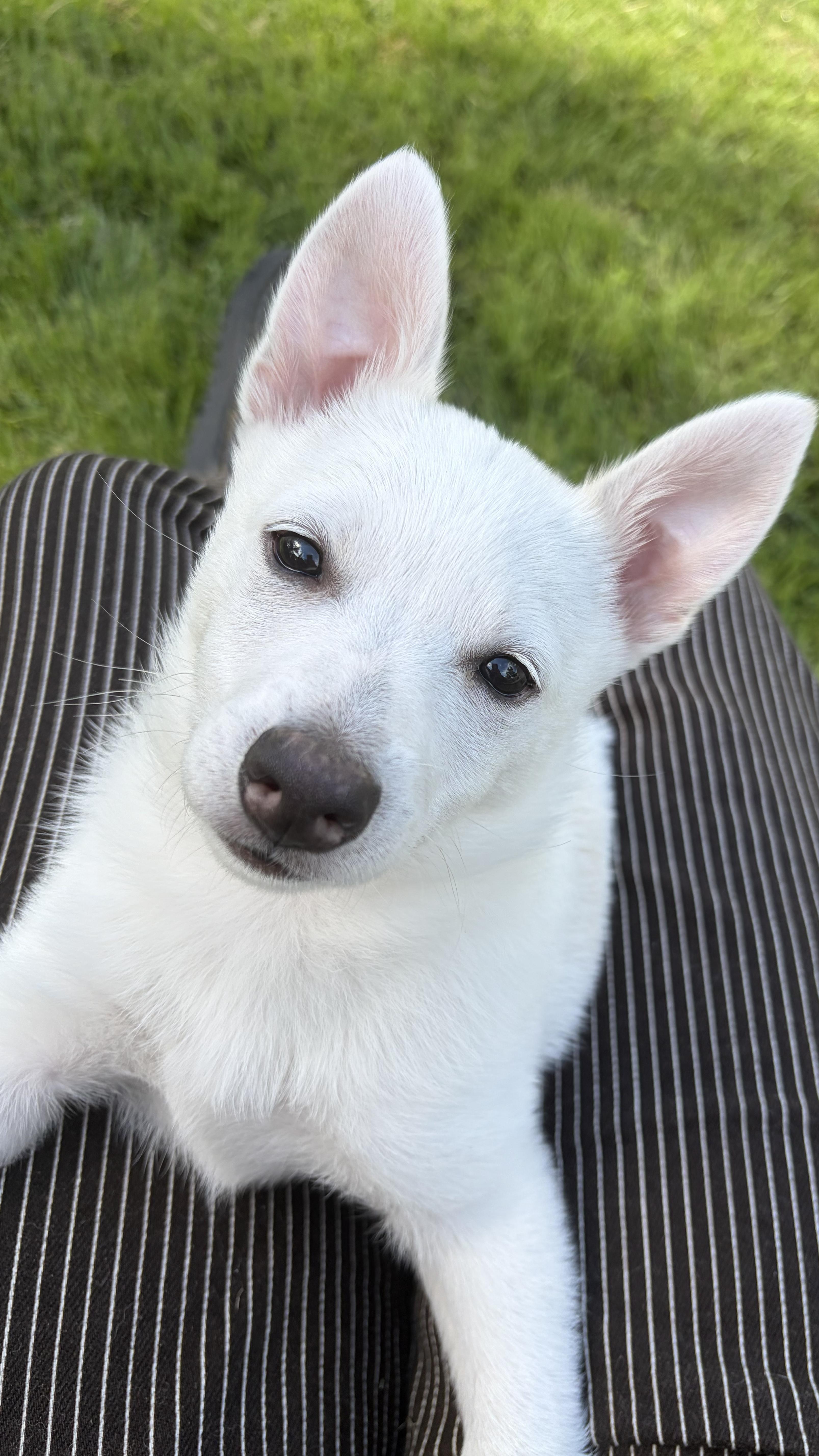 Lobo, Adopted, Puppy Male American Eskimo Dog.