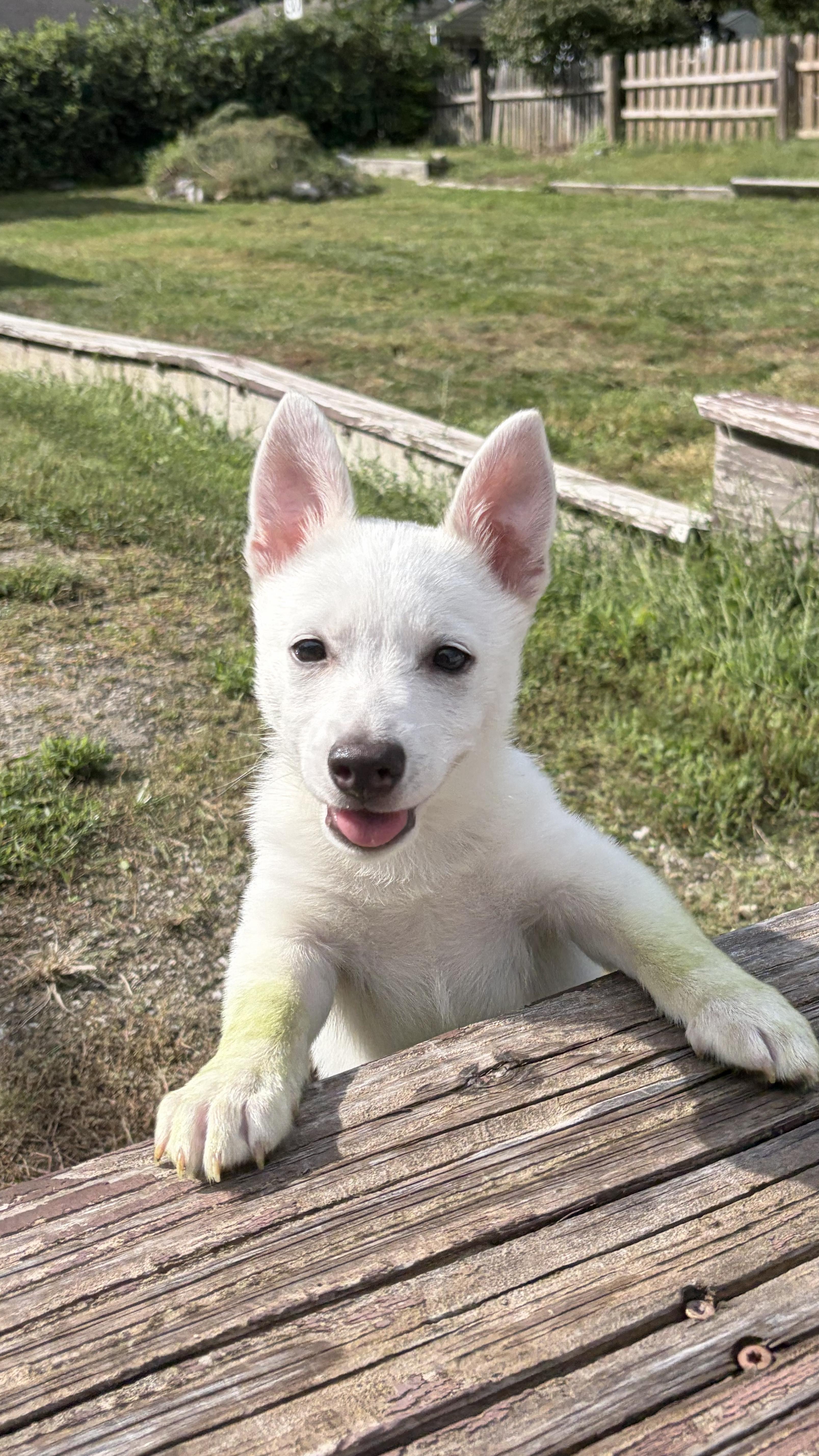 Enlarge Lobo, a Adopted American Eskimo Dog in KANSAS CITY, KS image 2/3