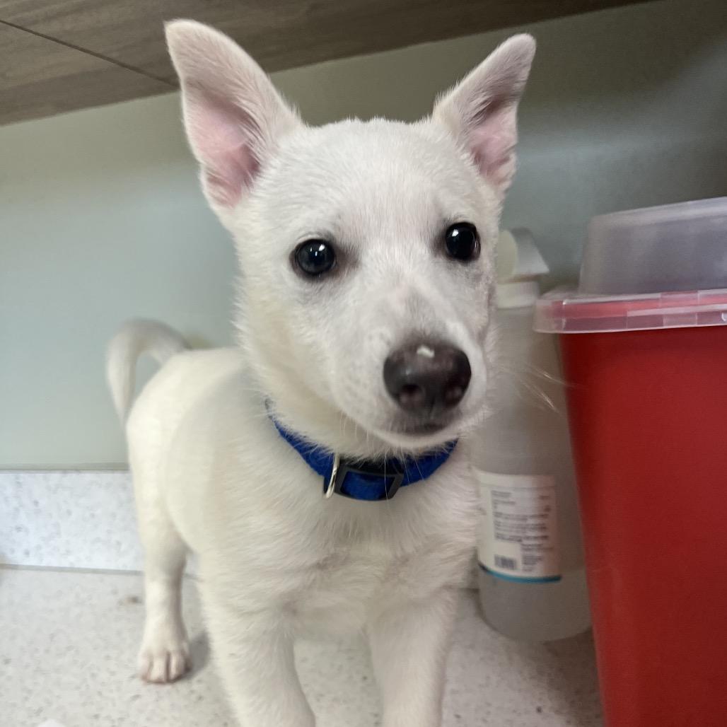Enlarge Lobo, a Adopted American Eskimo Dog in KANSAS CITY, KS image 3/3
