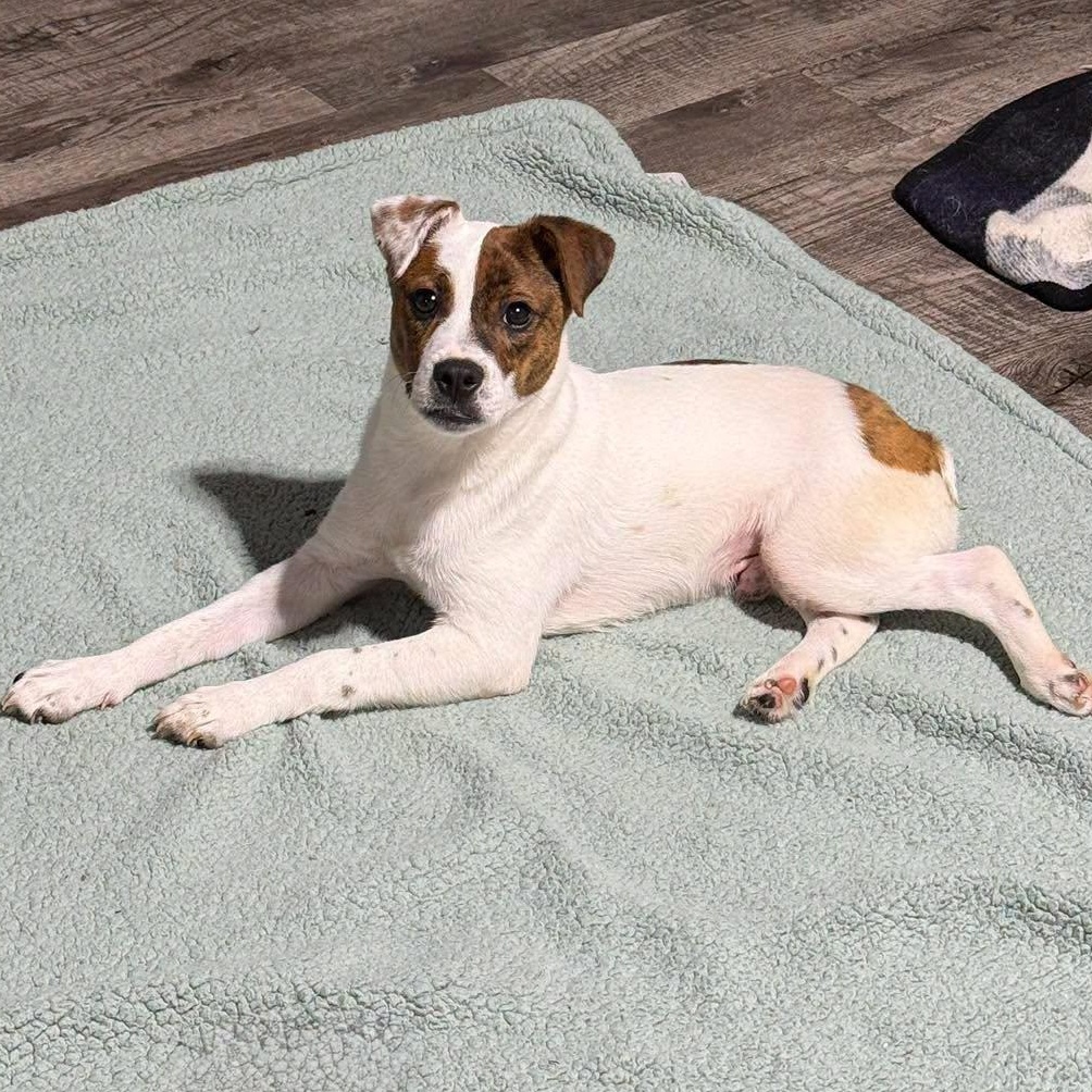 Grover, ADOPTABLE, Young Male Jack Russell Terrier & Australian Cattle Dog / Blue Heeler.