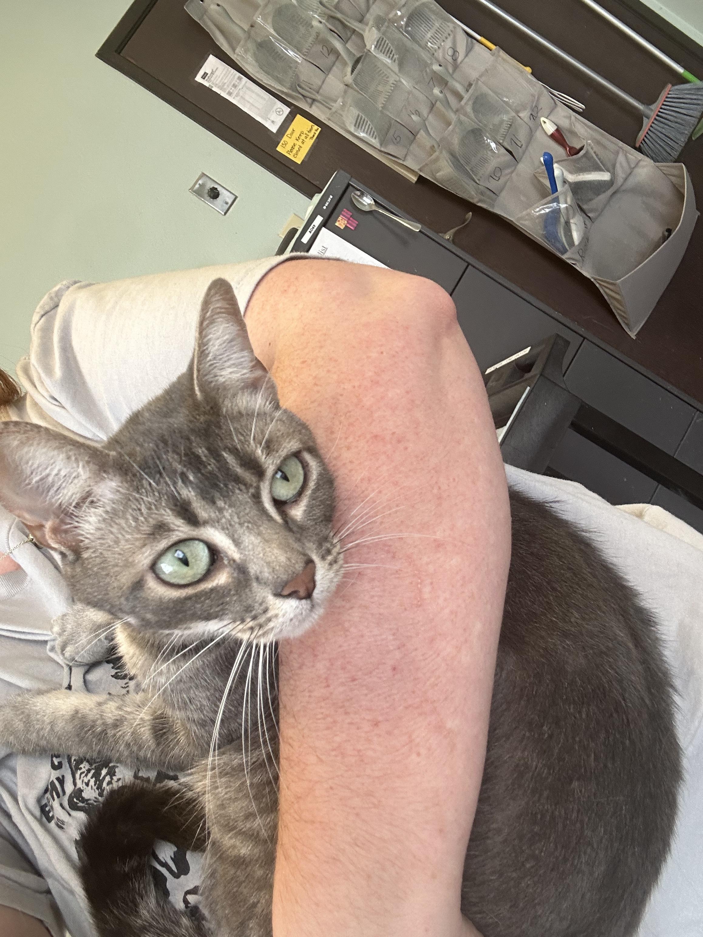 Ocean, a ADOPTABLE Domestic Short Hair in Orange, CA image 2/2
