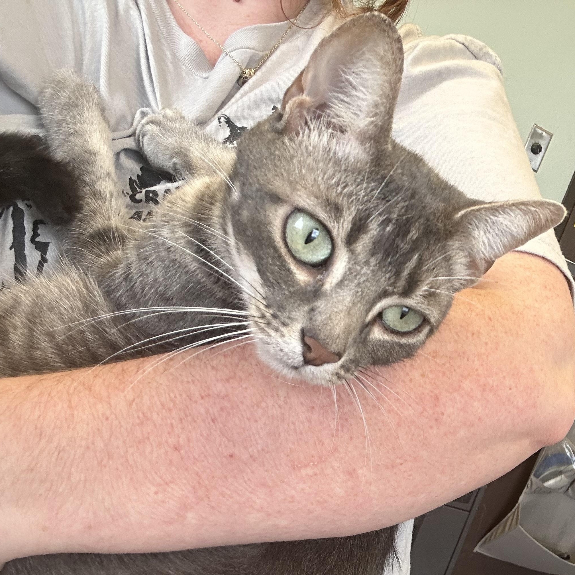 Ocean, a ADOPTABLE Domestic Short Hair in Orange, CA image 1/2