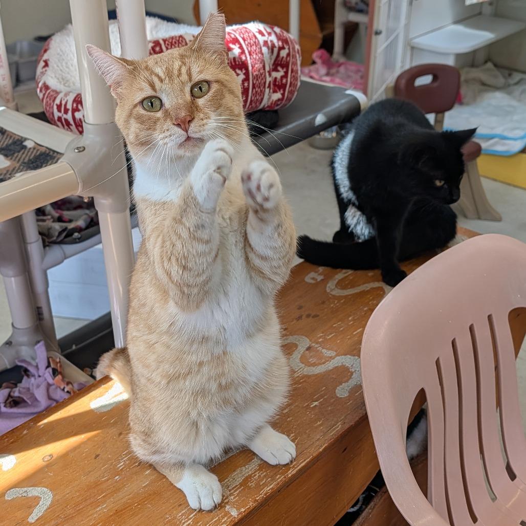 Pumpkin, Adoptable, Adult Male Domestic Short Hair.