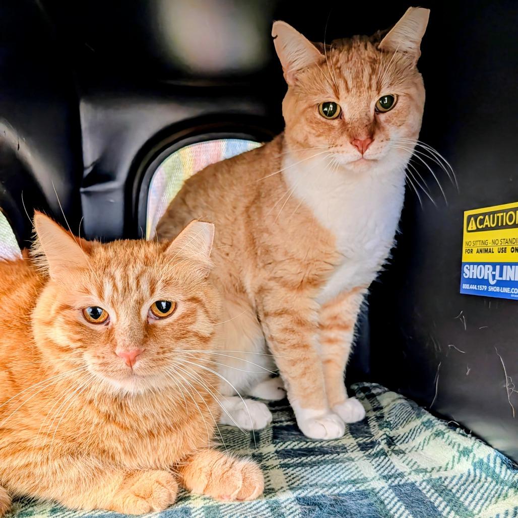 Enlarge Pumpkin, a Adoptable Domestic Short Hair in Delaware, OH image 2/6