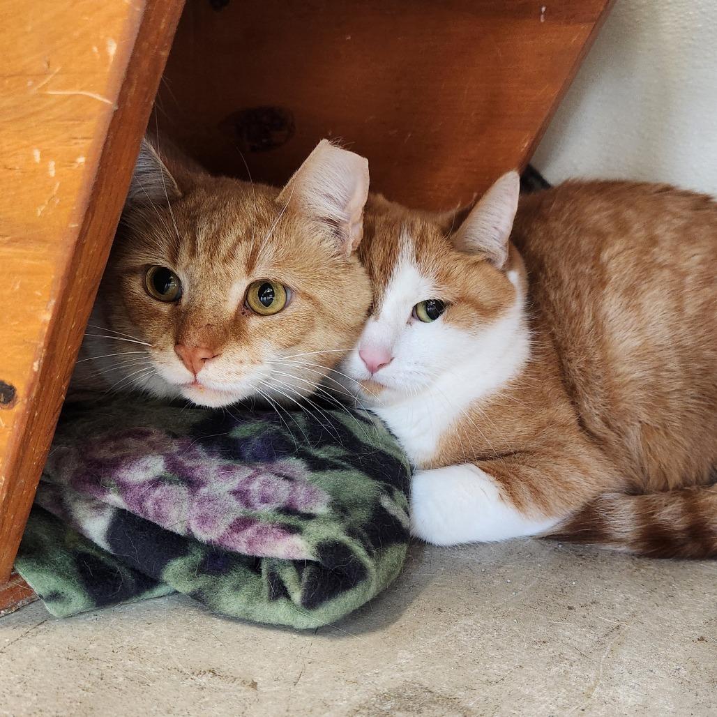 Enlarge Pumpkin, a Adoptable Domestic Short Hair in Delaware, OH image 4/6