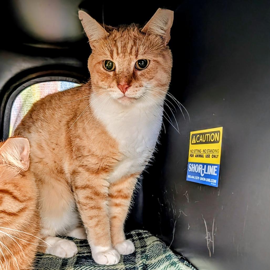 Enlarge Pumpkin, a Adoptable Domestic Short Hair in Delaware, OH image 5/6