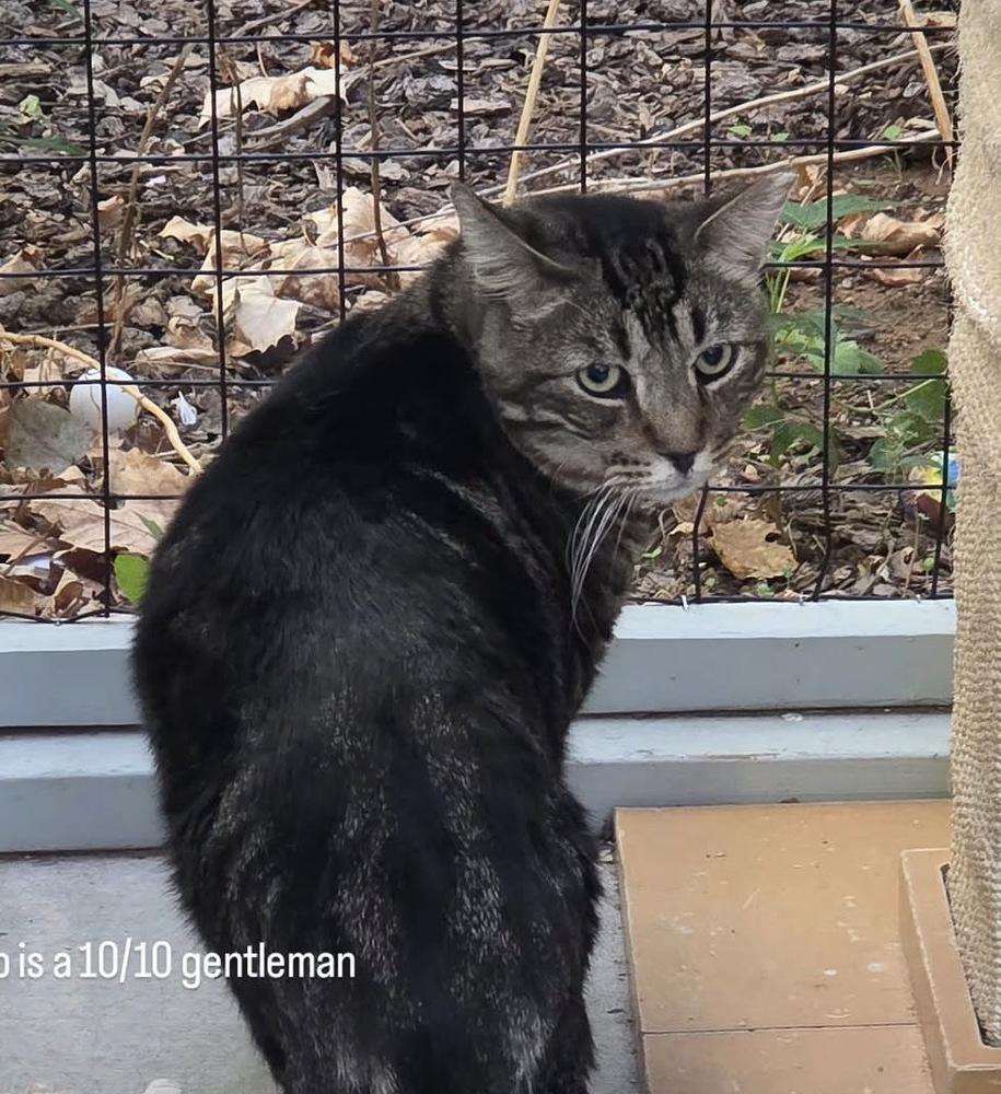 Mr. Pibbs, Adoptable, Adult Male Domestic Short Hair.