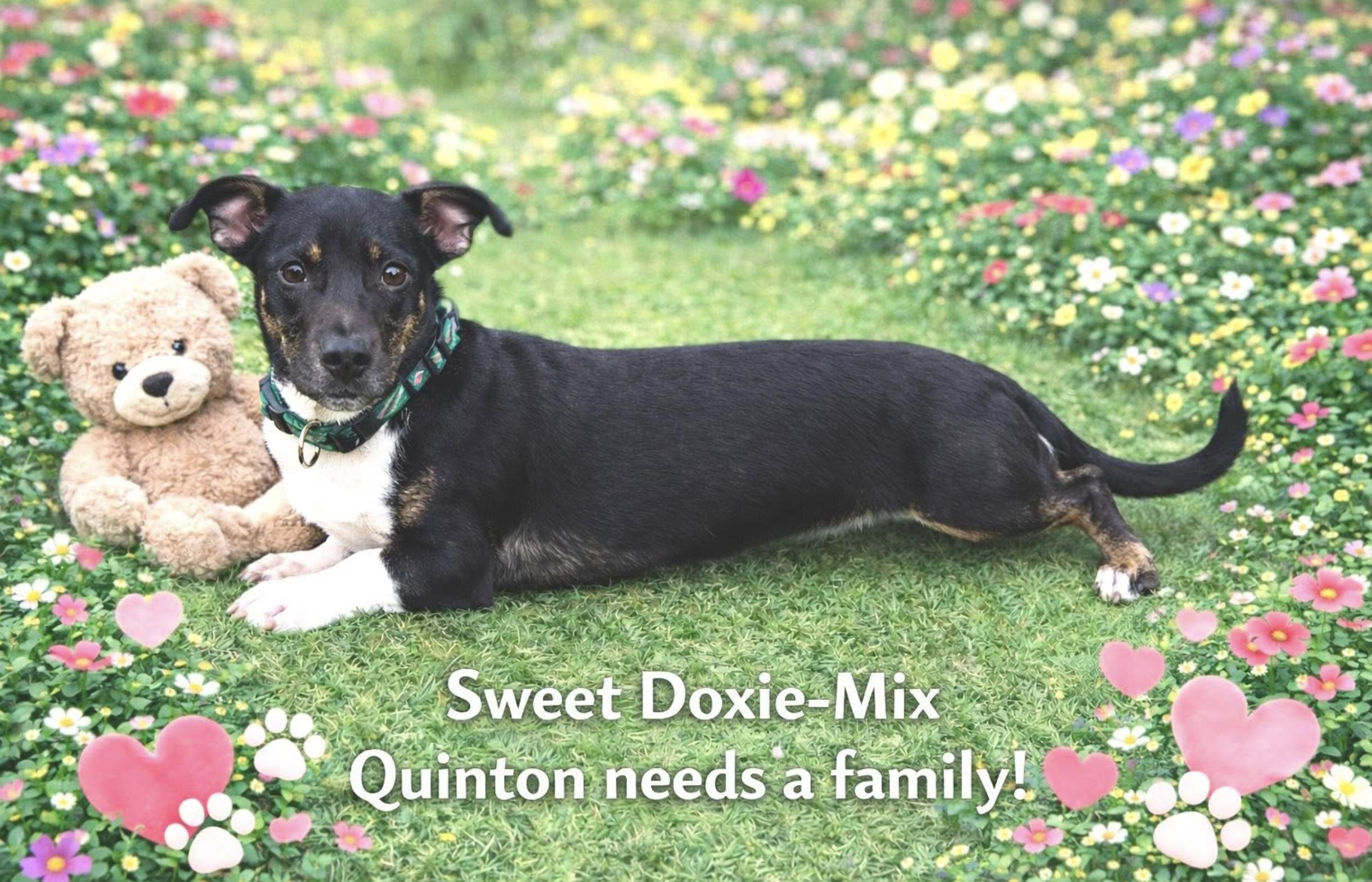 Quinton — thumbnail 4