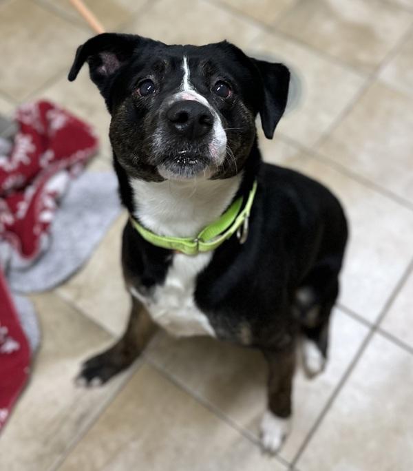 Kells (mcas), Adoptable, Adult Male Mixed Breed.