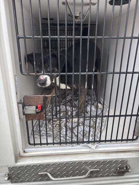 Enlarge Kells (mcas), a Adoptable mixed breed in Troutdale, OR image 2/3