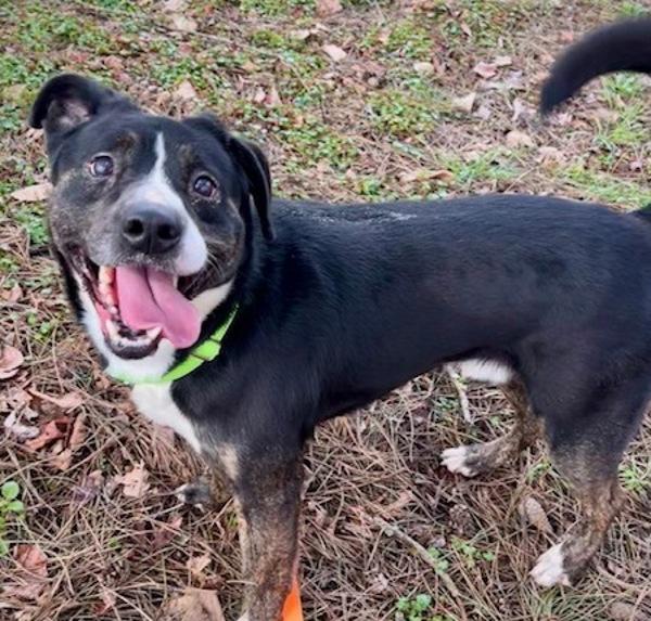 Enlarge Kells (mcas), a Adoptable mixed breed in Troutdale, OR image 3/3