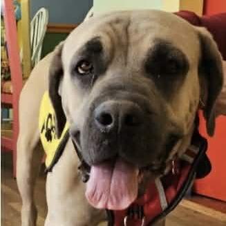 Shrimp Taco, Adoptable, Adult Male Mastiff.