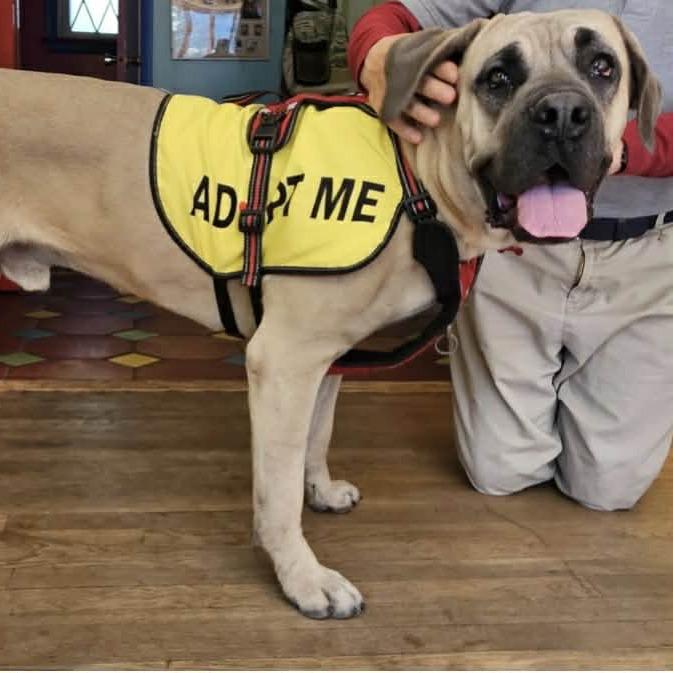 Shrimp Taco, a Adoptable Mastiff in manchester, PA image 2/2