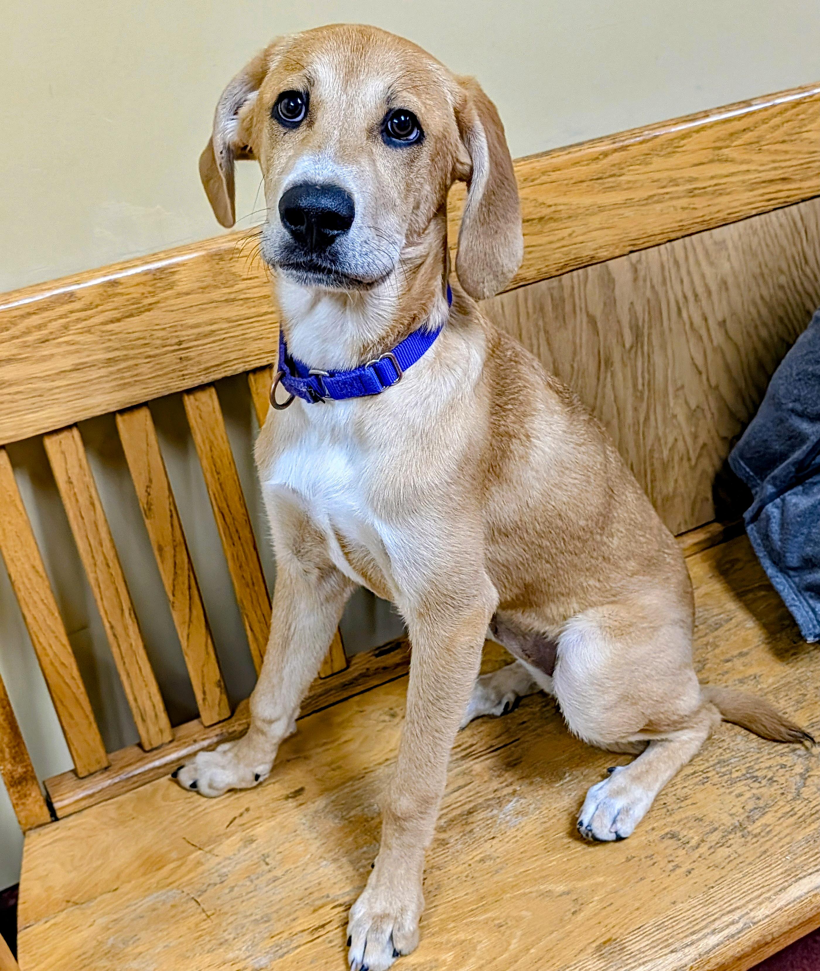 Enlarge Maple, a ADOPTABLE mixed breed in Accident, MD image 4/6