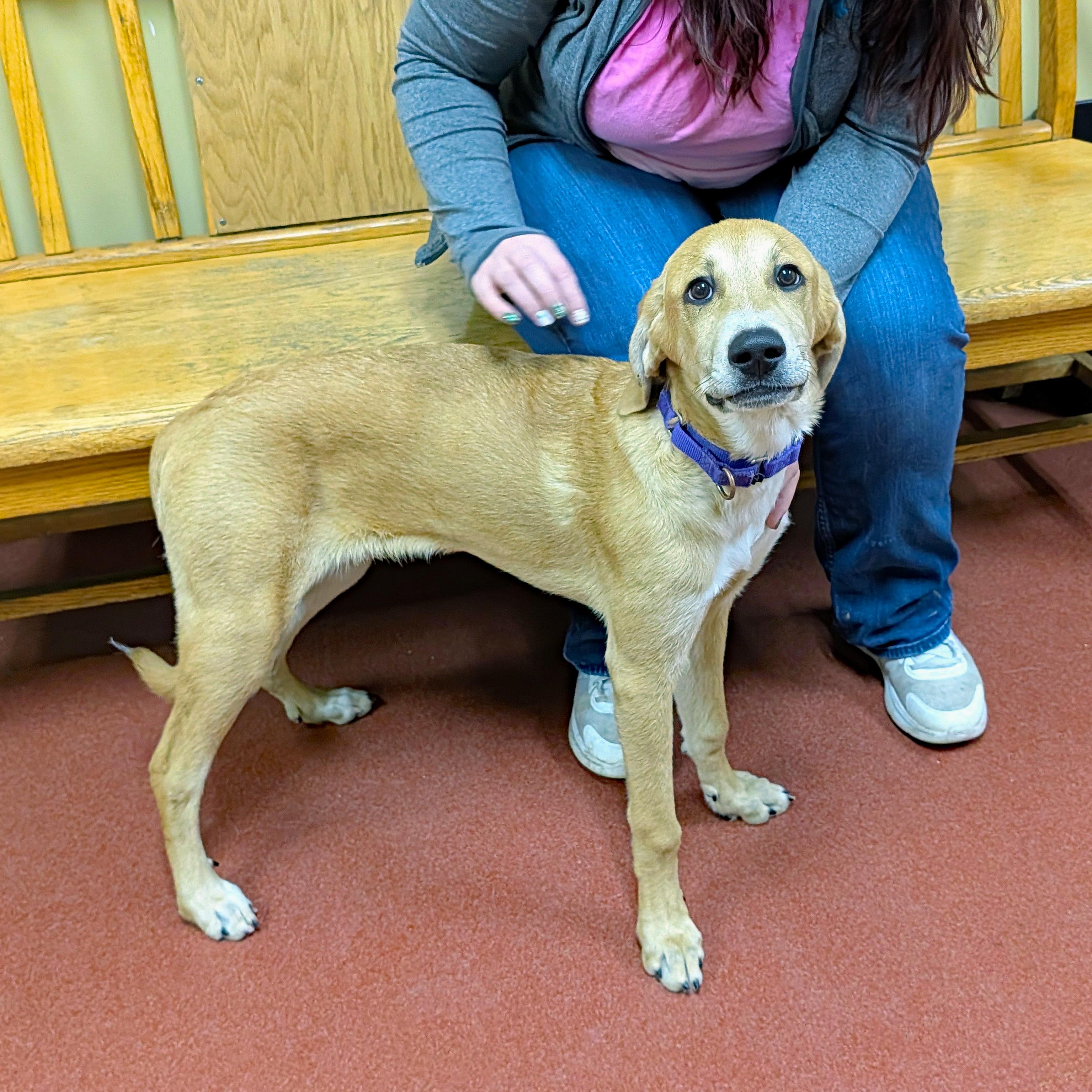 Enlarge Maple, a ADOPTABLE mixed breed in Accident, MD image 3/6