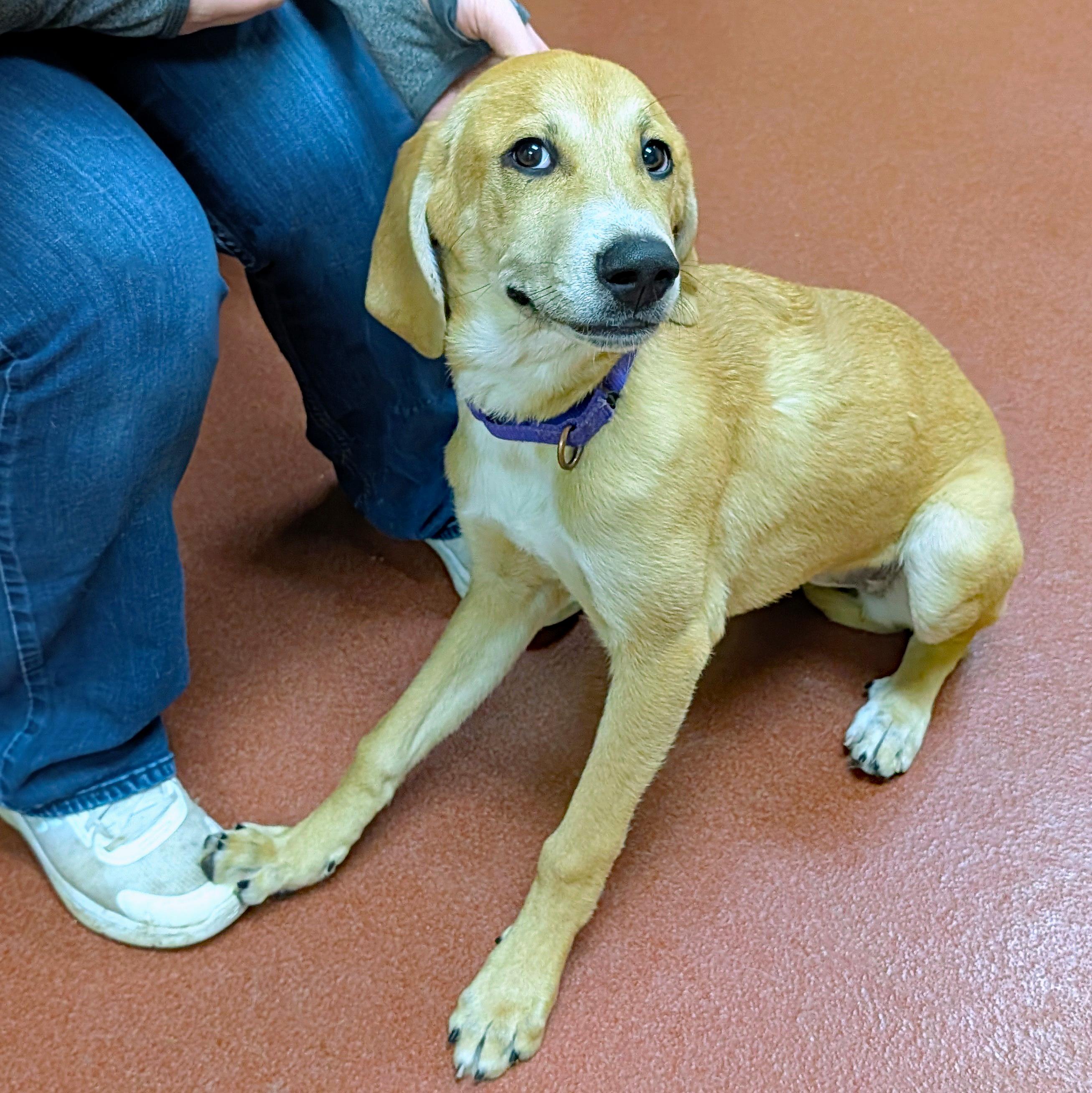 Enlarge Maple, a ADOPTABLE mixed breed in Accident, MD image 5/6