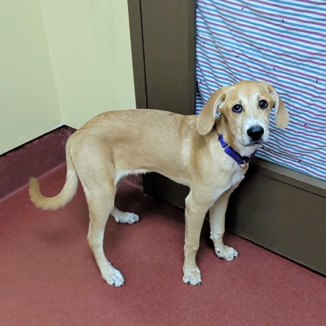 Enlarge Maple, a ADOPTABLE mixed breed in Accident, MD image 2/6