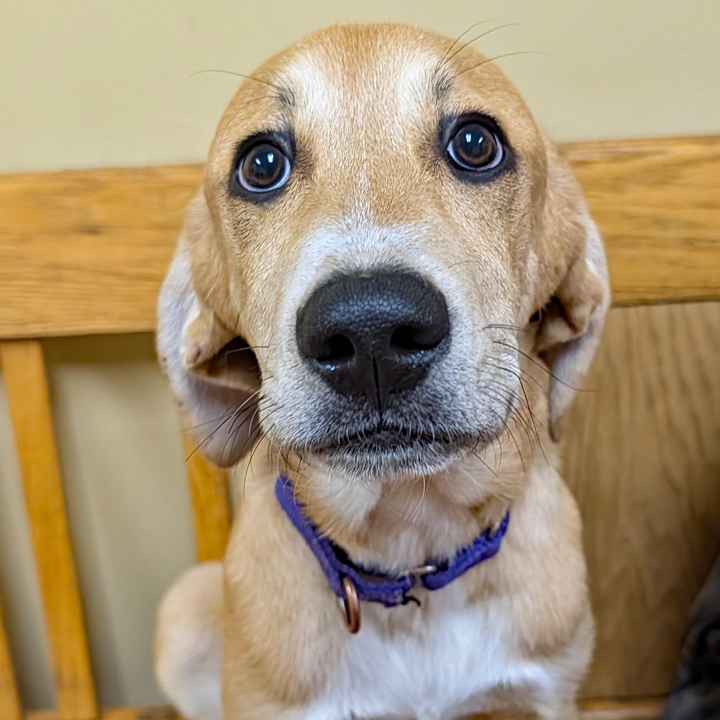 Maple, ADOPTABLE, Puppy Female Plott Hound & Great Pyrenees.
