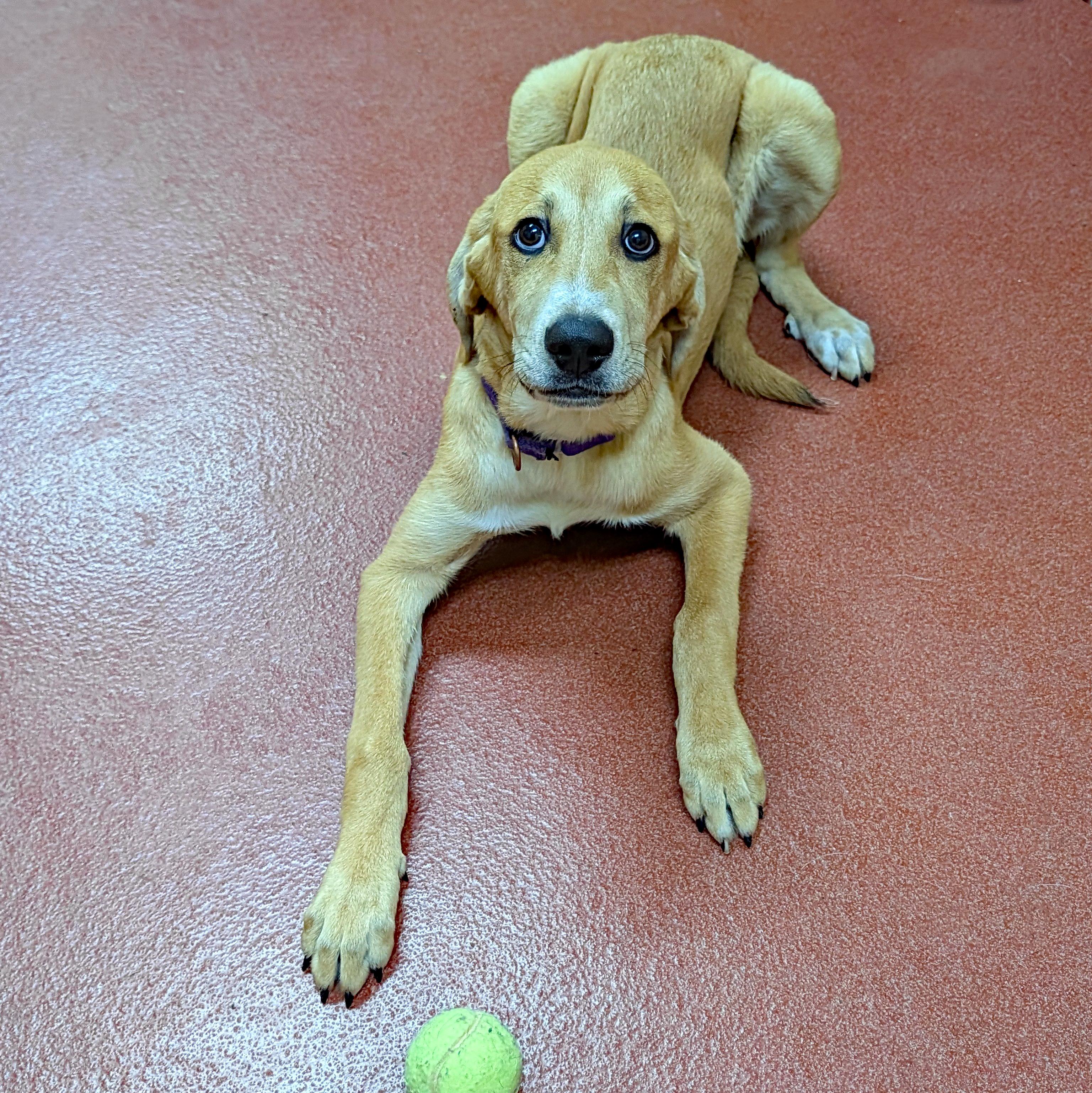 Enlarge Maple, a ADOPTABLE mixed breed in Accident, MD image 6/6