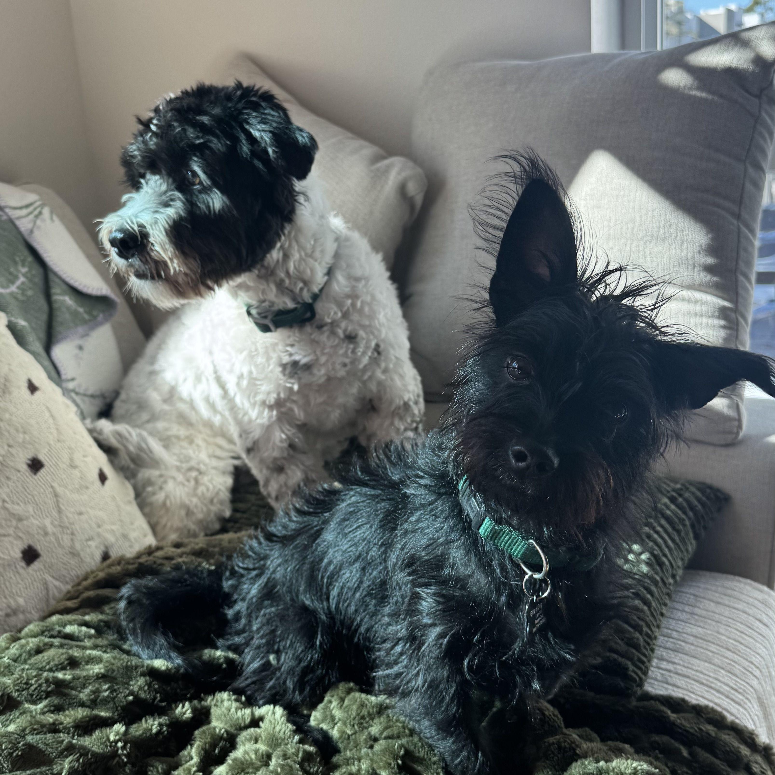 Little Schnoodle Will Give thumbnail 2