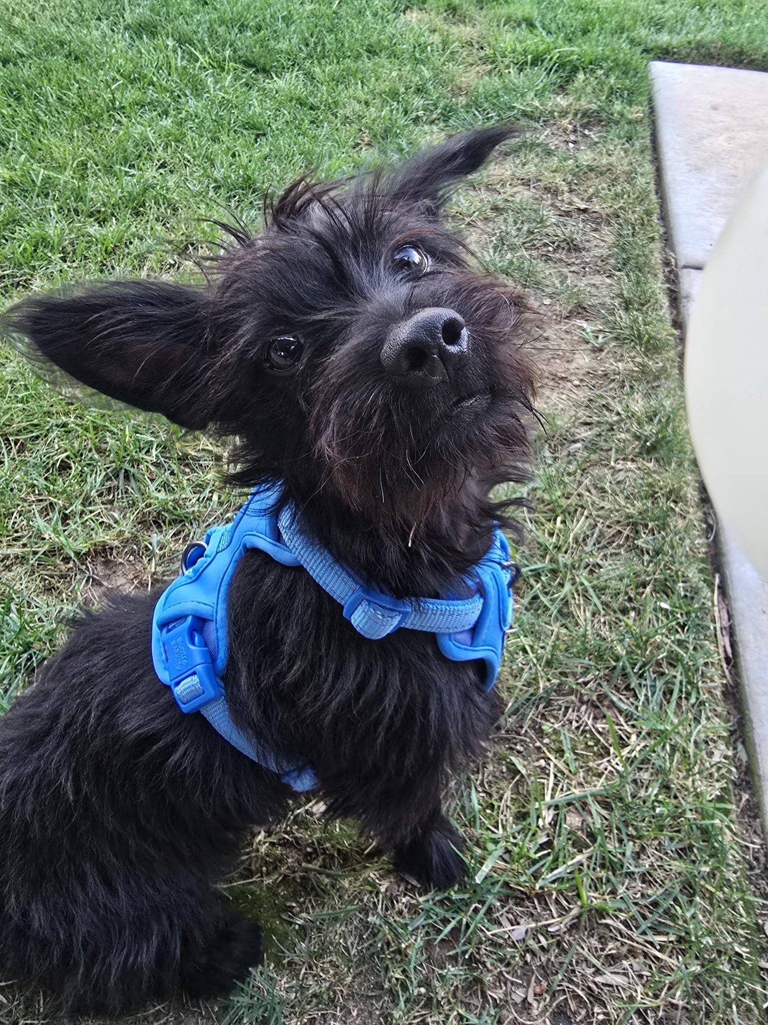 Little Schnoodle Will Give