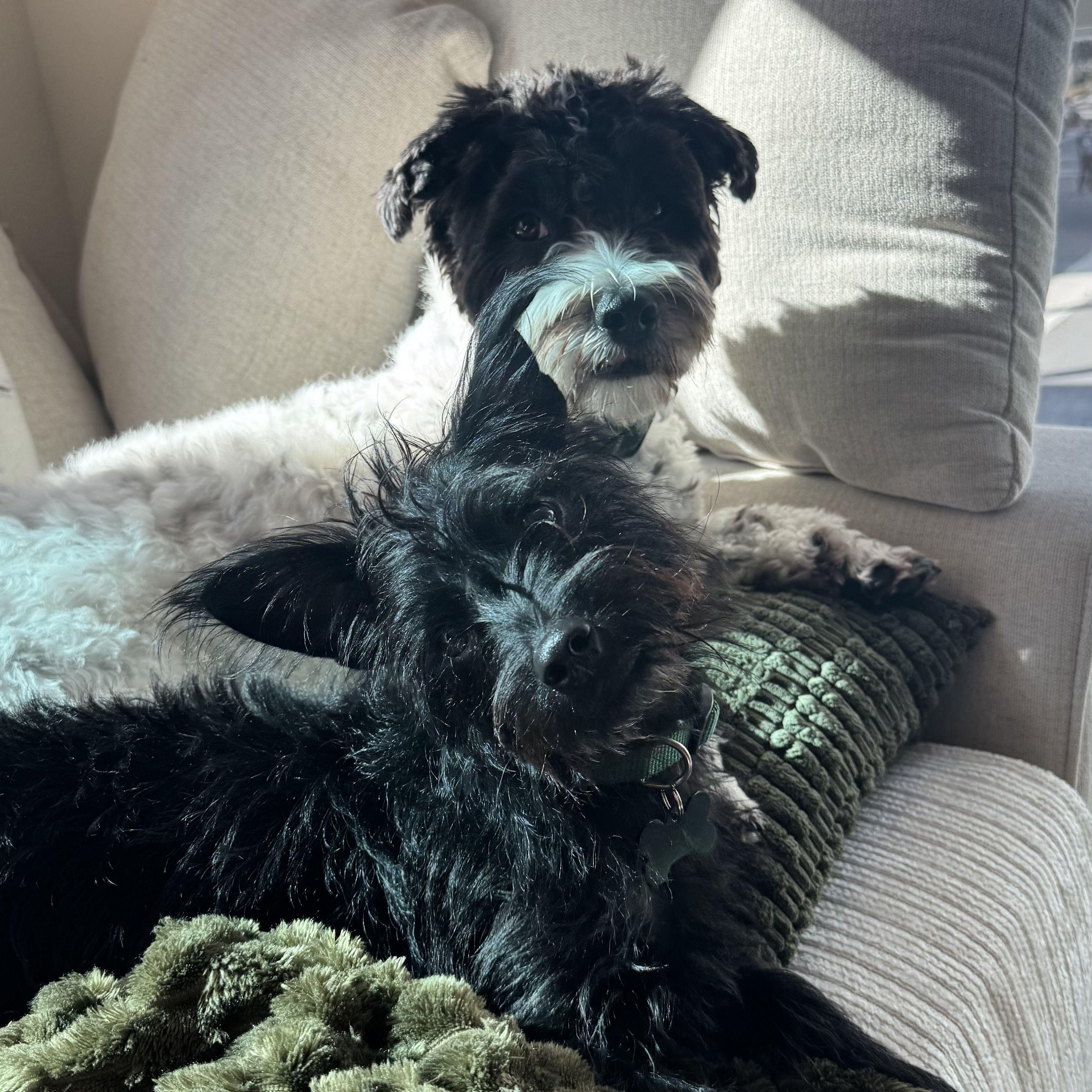 Little Schnoodle Will Give thumbnail 4