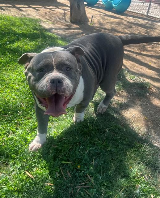 Enlarge BIG BERTHA, a Adoptable mixed breed in Blythe, CA image 1/1
