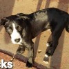 Socks - MI