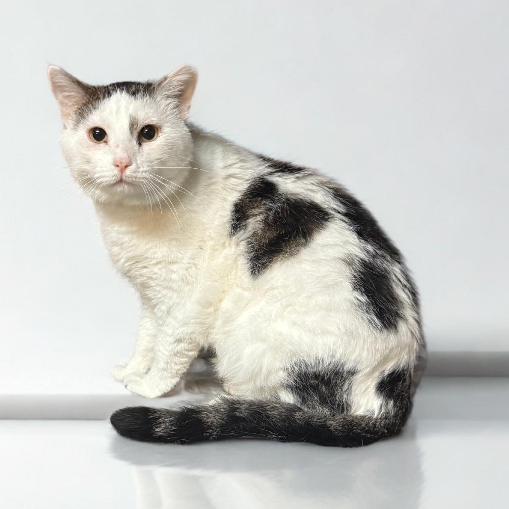 Domino, Adoptable, Adult Male Domestic Short Hair.