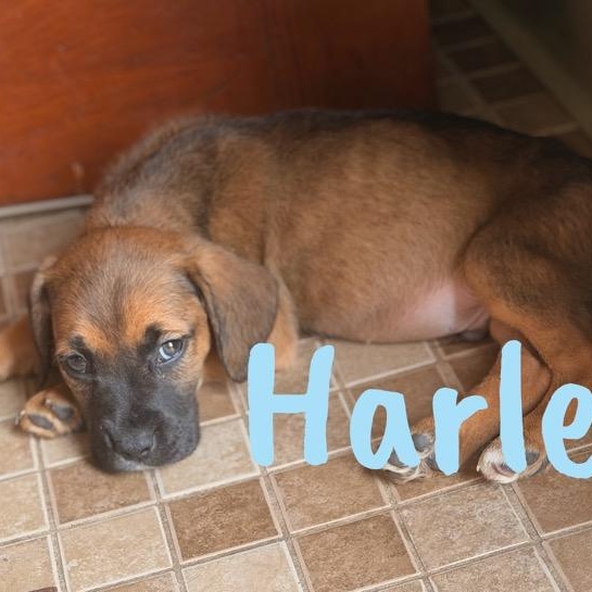 Harley, ADOPTABLE, Puppy Male Pit Bull Terrier.
