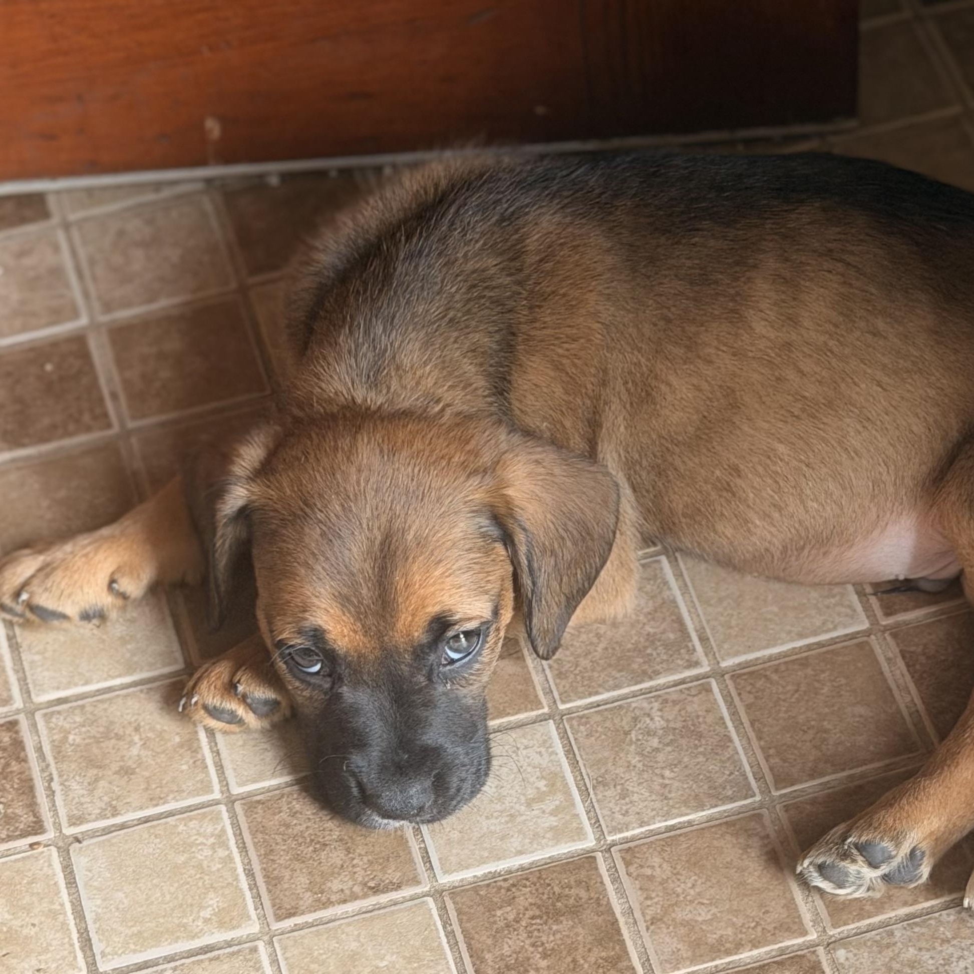 Enlarge Harley, a ADOPTABLE mixed breed in Wilmington, IL image 3/3